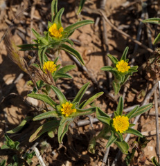 Asteriscus aquaticus