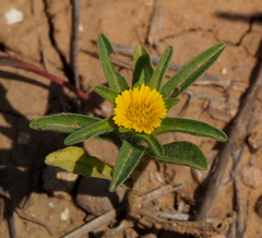 Asteriscus aquaticus