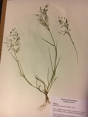 Eragrostis pectinacea