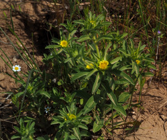 Asteriscus aquaticus