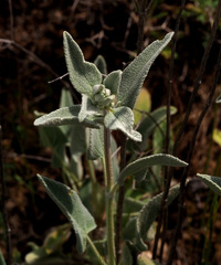 Phlomis brachyodon