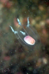 Euphysa