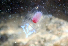 Euphysa