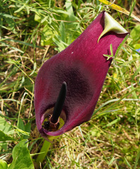 Arum palaestinum