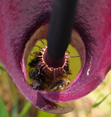 Arum palaestinum