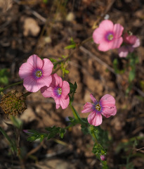 Linum pubescens