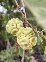 Quercus ithaburensis