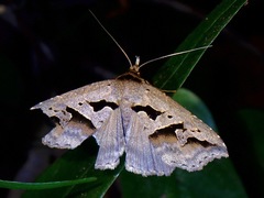 Tephriopis divulsa