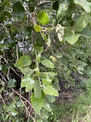 Quercus ithaburensis