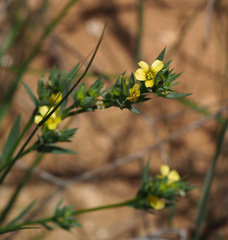 Linum strictum