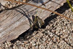 Lissolepis coventryi