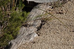 Lissolepis coventryi