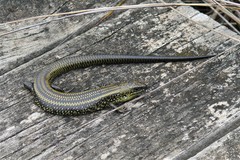 Lissolepis coventryi