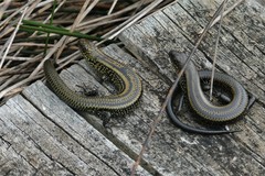 Lissolepis coventryi