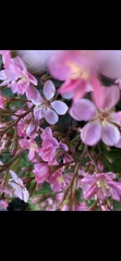 Apis mellifera