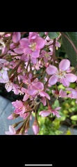 Apis mellifera