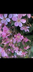 Apis mellifera