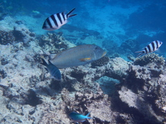 Lethrinus xanthochilus