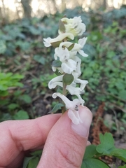 Corydalis cava