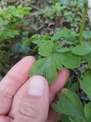 Corydalis cava