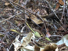 Psammophis orientalis