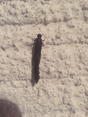 Lymexylidae