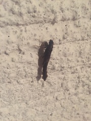 Lymexylidae