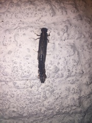 Lymexylidae