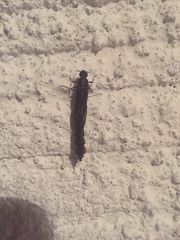 Lymexylidae