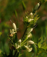 Salvia samuelssonii