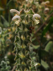Salvia dominica