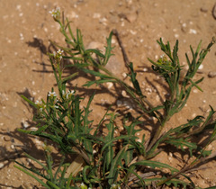 Neotorularia torulosa
