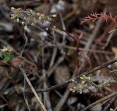 Galium judaicum