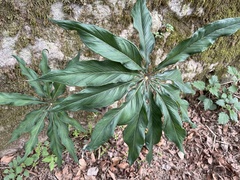 Arisaema consanguineum