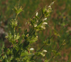 Salvia samuelssonii