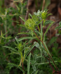 Atractylis cancellata