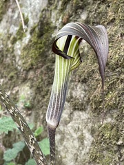 Arisaema consanguineum
