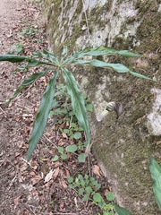 Arisaema consanguineum