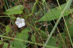 Ipomoea plebeia