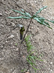 Arisaema consanguineum