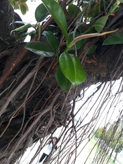 Ficus