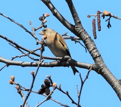 Chloris sinica kawarahiba