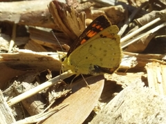 Lycaena 'canterbury common copper'