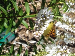 Lycaena 'canterbury common copper'