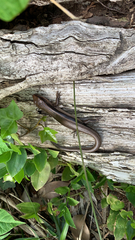 Plestiodon finitimus