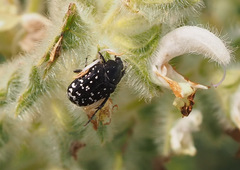 Oxythyrea noemi