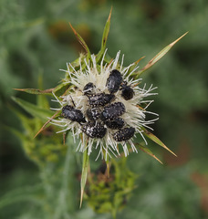 Oxythyrea noemi