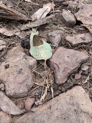 Hypocysta pseudirius