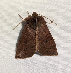 Orthosia transparens