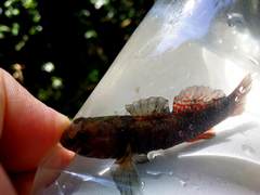 Gobiomorphus huttoni